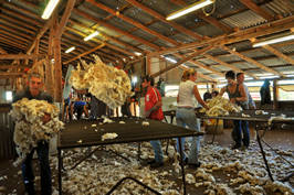 Steam Plains Shearing 022215  © Claire Parks Photography 